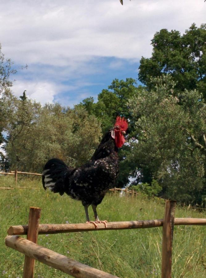 Agriturismo L'Accolta Tuoro sul Trasimeno Exterior foto